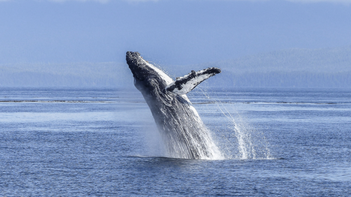 Whale traveled halfway around world sets a world record